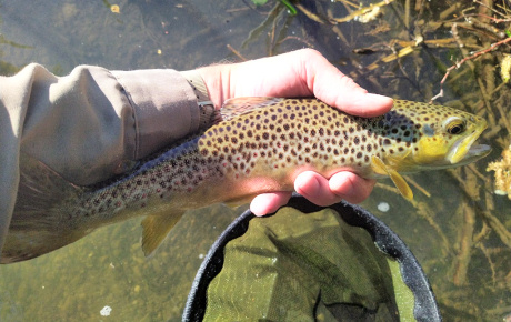 Definelty above Riccal average trout